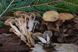 Mycena overholtsii image