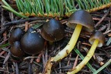 Mycena nivicola image
