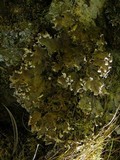 Peltigera canina image