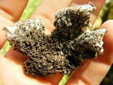 Peltigera canina image