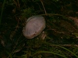 Cortinarius alboviolaceus image