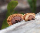 Gloeophyllum sepiarium image