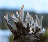 Xylaria mali image