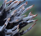 Xylaria mali image