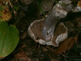 Cortinarius alboviolaceus image