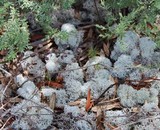 Cladonia evansii image