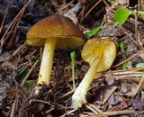 Pluteus romellii image