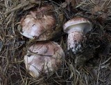 Hygrophorus purpurascens image