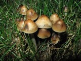 Psilocybe cyanofibrillosa image