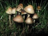 Psilocybe cyanofibrillosa image