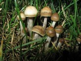 Psilocybe cyanofibrillosa image