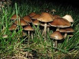 Psilocybe cyanofibrillosa image