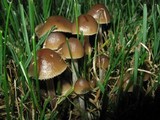 Psilocybe cyanofibrillosa image