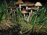 Psilocybe cyanofibrillosa image