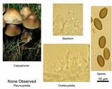 Psilocybe cyanofibrillosa image