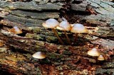 Mycena nargan image