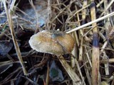 Psilocybe azurescens image
