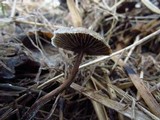 Psilocybe azurescens image