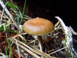Psilocybe azurescens image