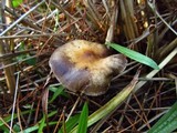 Psilocybe azurescens image