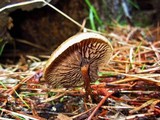 Psilocybe azurescens image