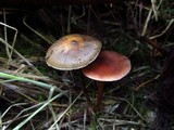 Psilocybe azurescens image