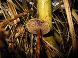 Psilocybe azurescens image