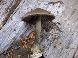 Amanita pachycolea image