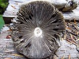 Amanita pachycolea image