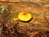 Tricholomopsis decora image