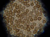 Scleroderma nitidum image