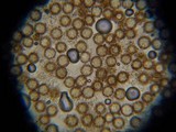 Scleroderma nitidum image