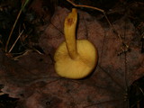 Tricholomopsis decora image