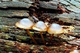 Mycena nargan image