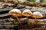 Mycena nargan image