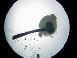 Dendrostilbella smaragdina image