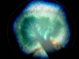 Dendrostilbella smaragdina image