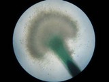 Dendrostilbella smaragdina image