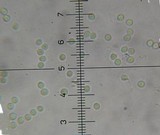 Dendrostilbella smaragdina image