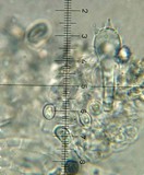Leucoagaricus caerulescens image