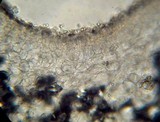 Leucoagaricus caerulescens image