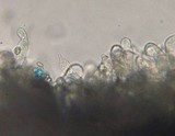Leucoagaricus caerulescens image