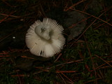 Russula fragilis image