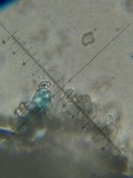 Leucoagaricus caerulescens image
