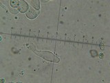 Leucoagaricus caerulescens image