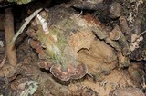Hexagonia hydnoides image