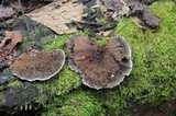 Hexagonia hydnoides image