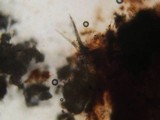 Pycnoporus sanguineus image