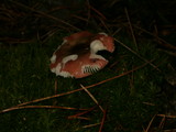 Russula fragilis image