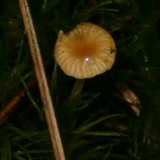 Rickenella fibula image